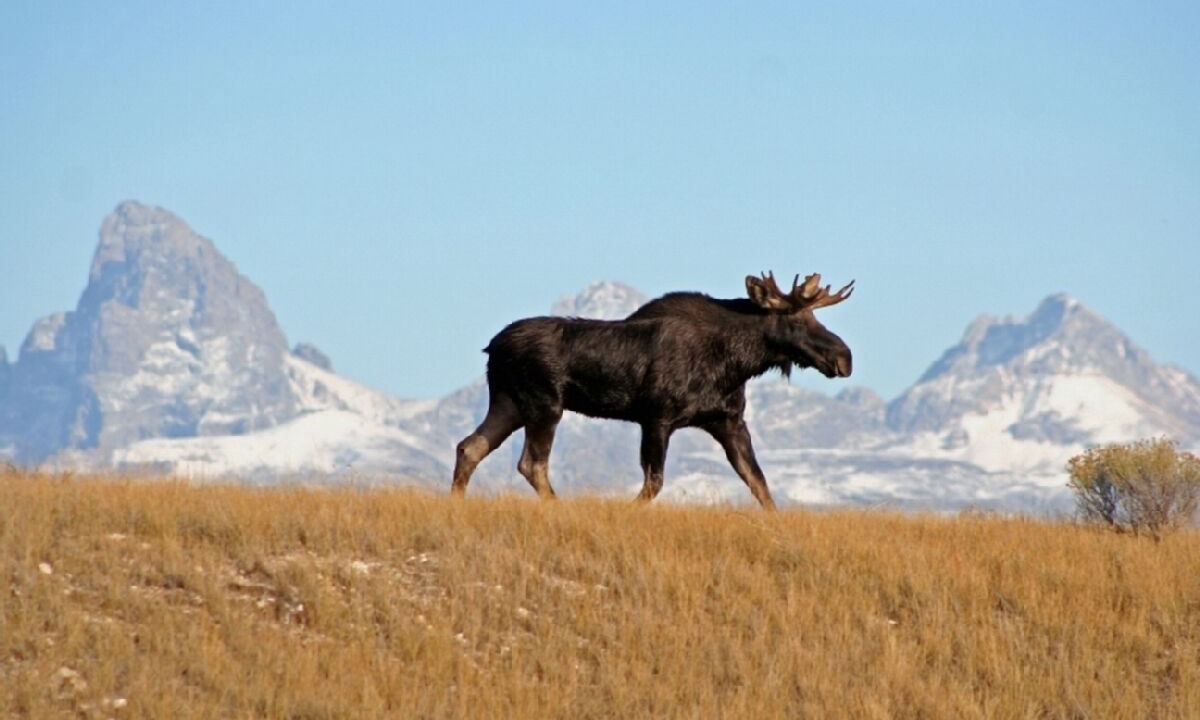 Photo of Others in Tetonia