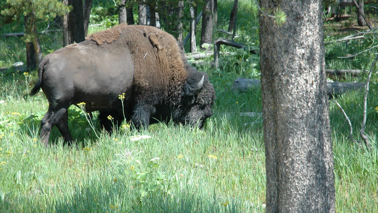 Photo of Outdoor in Tetonia