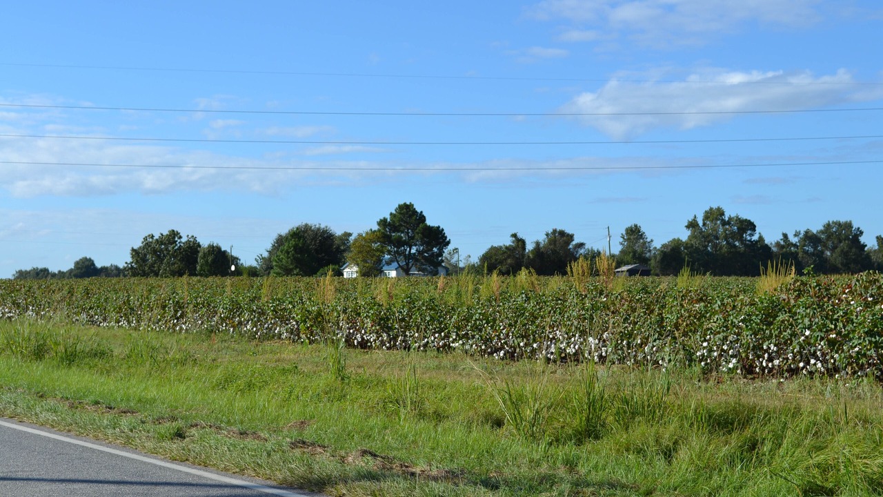 Photo of Outdoor in Summerton