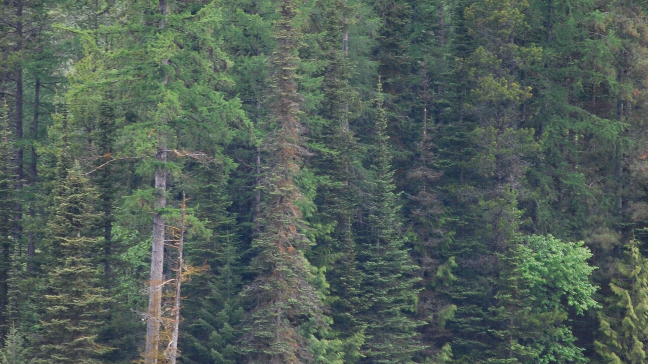 Photo of Outdoor in Columbia Falls