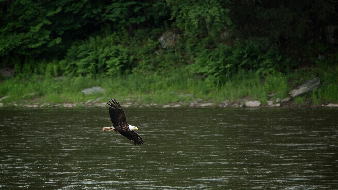 Photo of Others in Narrowsburg