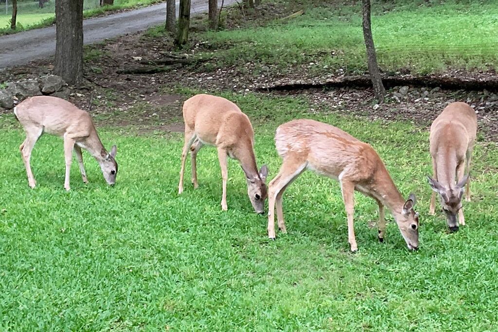 Photo of Others in Gruene