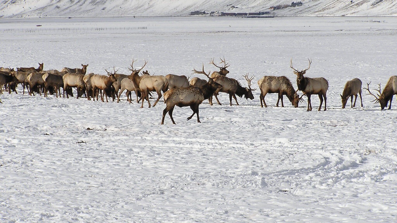 Photo of Others in Teton Village