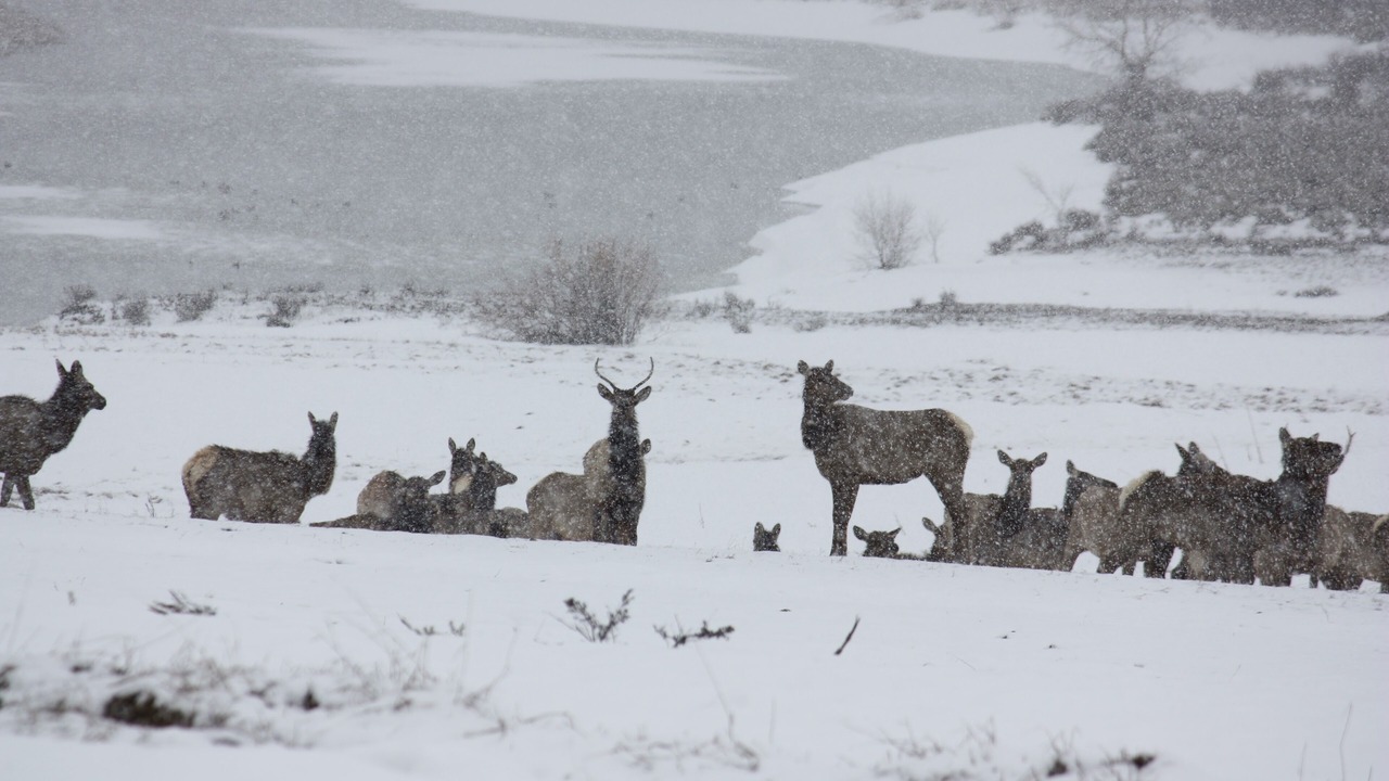 Photo of Others in Moran