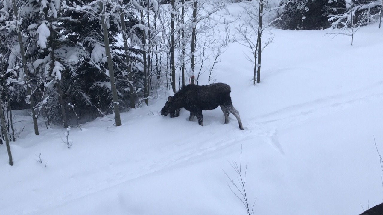 Photo of Others in Teton Village