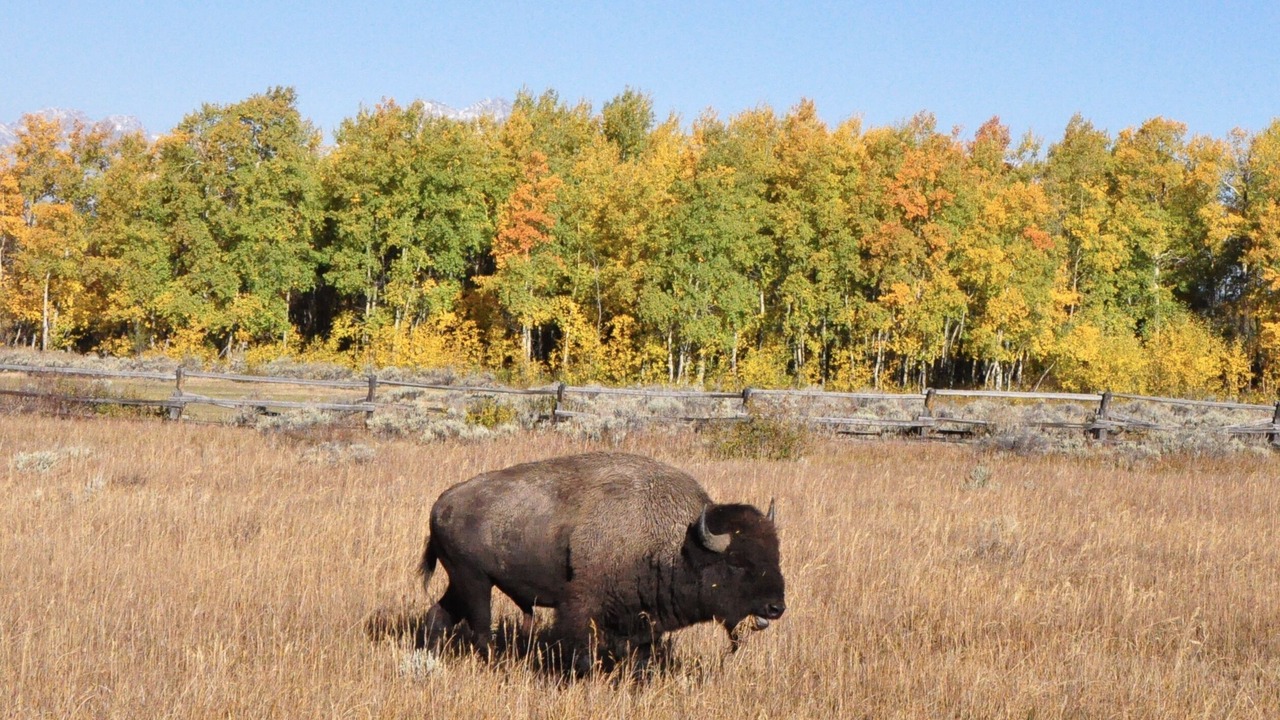 Photo of Others in Teton Village