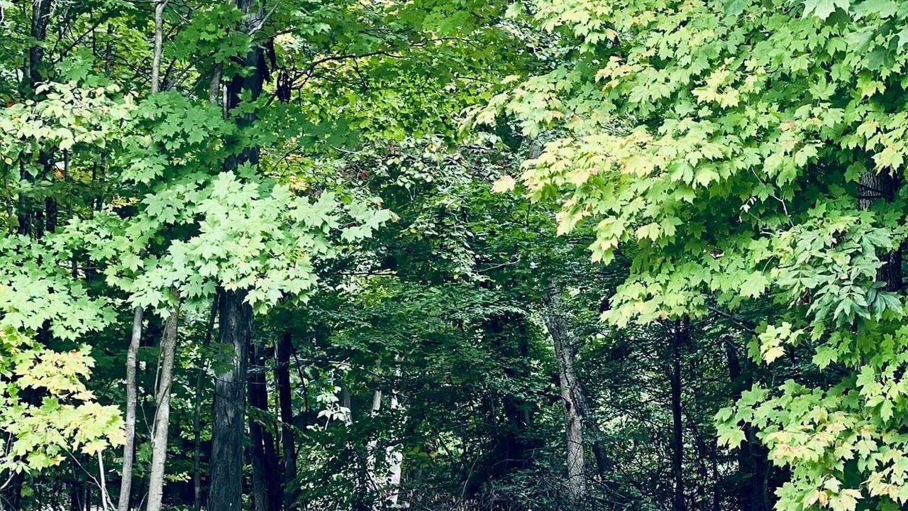 Photo of Outdoor in Homerville