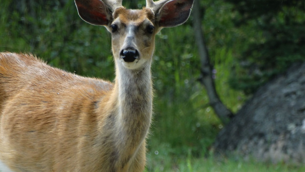 Photo of Others in Red Lodge