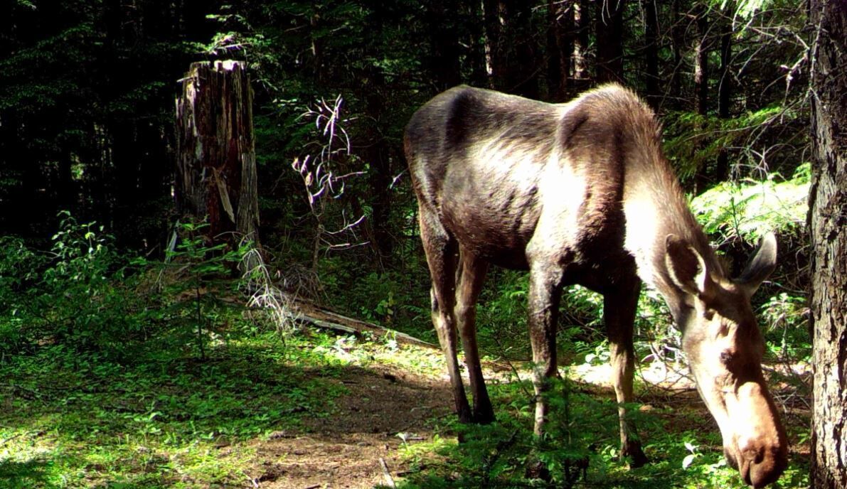 Photo of Outdoor in Priest River