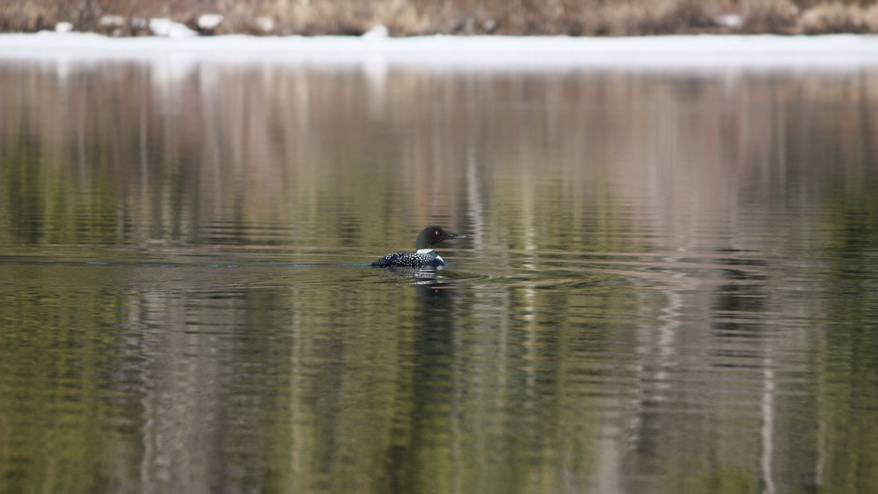 Photo of Outdoor in Priest River