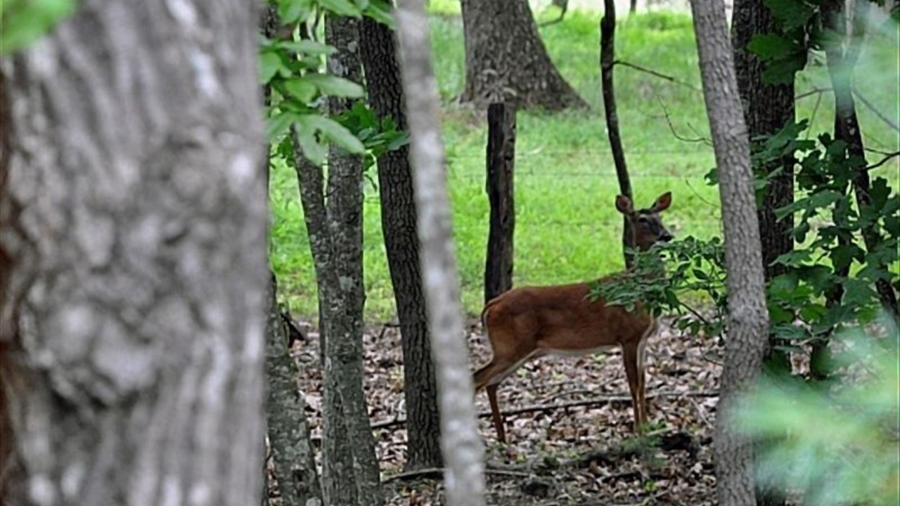 Photo of Others in Blairsville