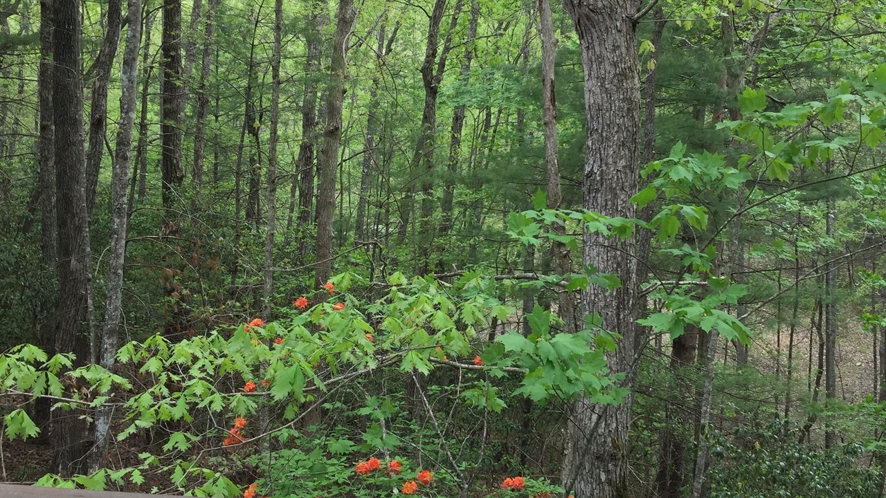 Photo of Others in Blairsville