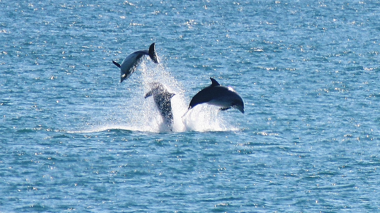 Photo of Others in Surf City
