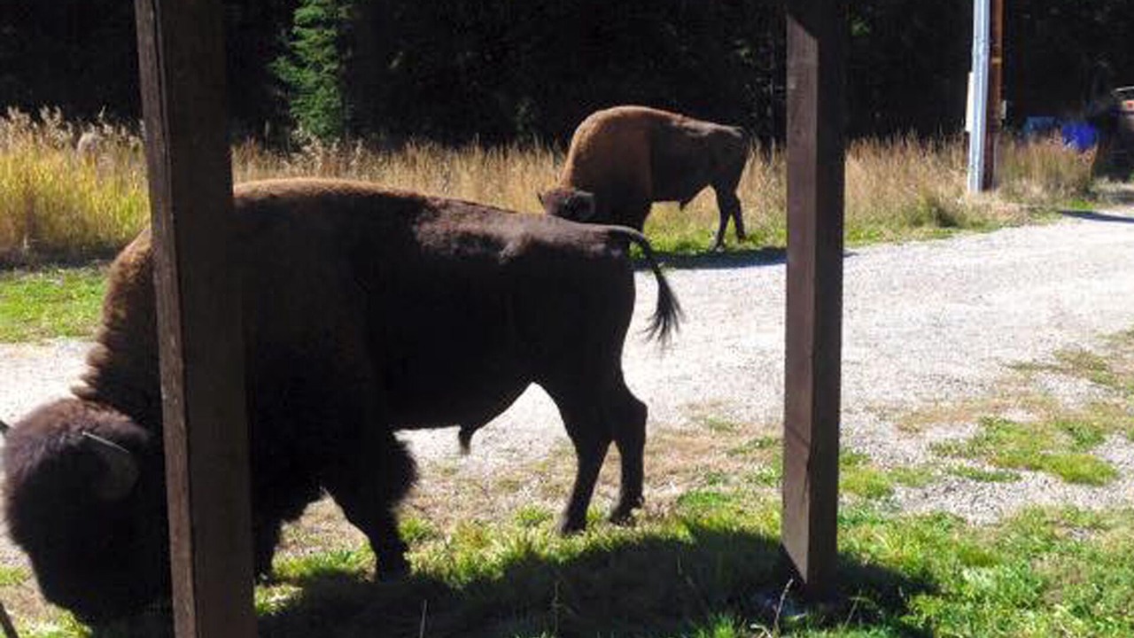 Photo of Others in Cooke City-Silver Gate