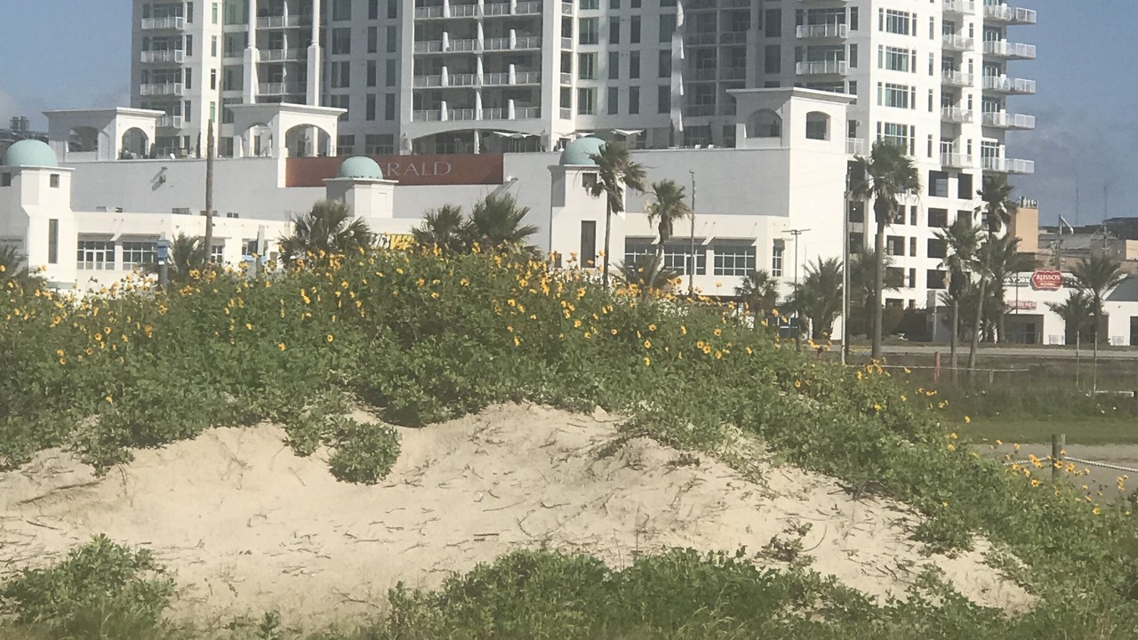 Photo of Others in Galveston