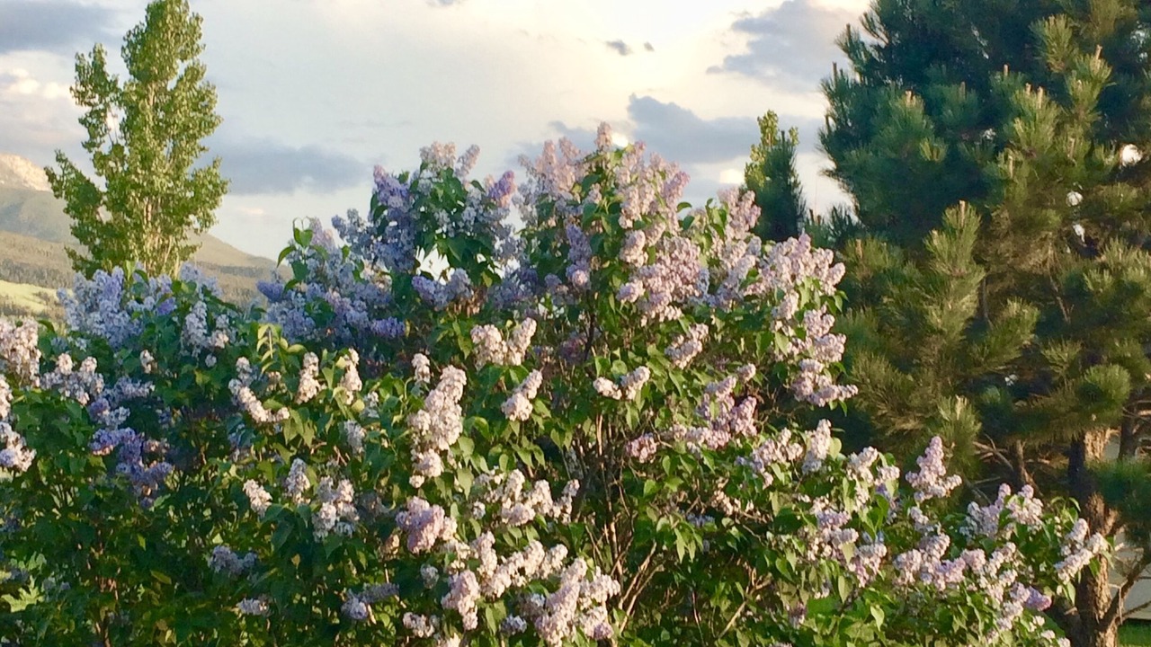 Photo of Outdoor in Livingston