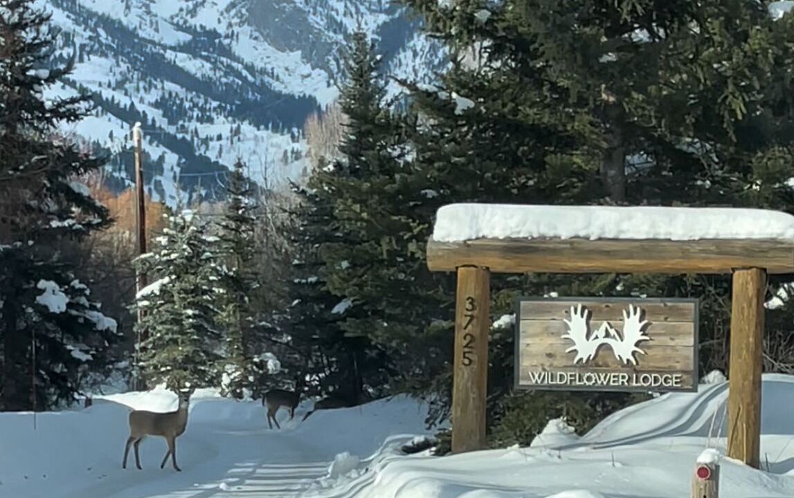 Photo of Others in Moose Wilson Road