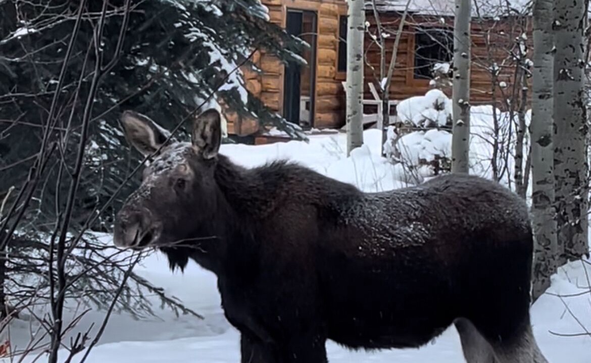 Photo of Others in Moose Wilson Road