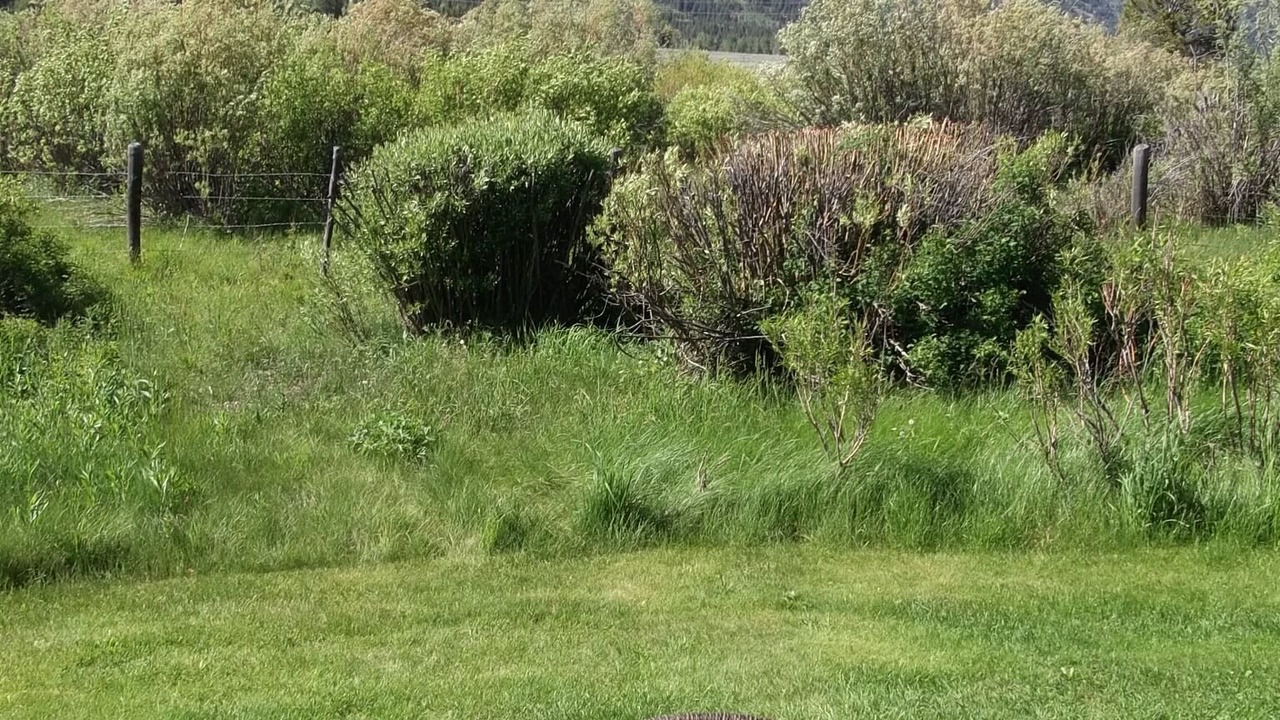 Photo of Others in Moose Wilson Road