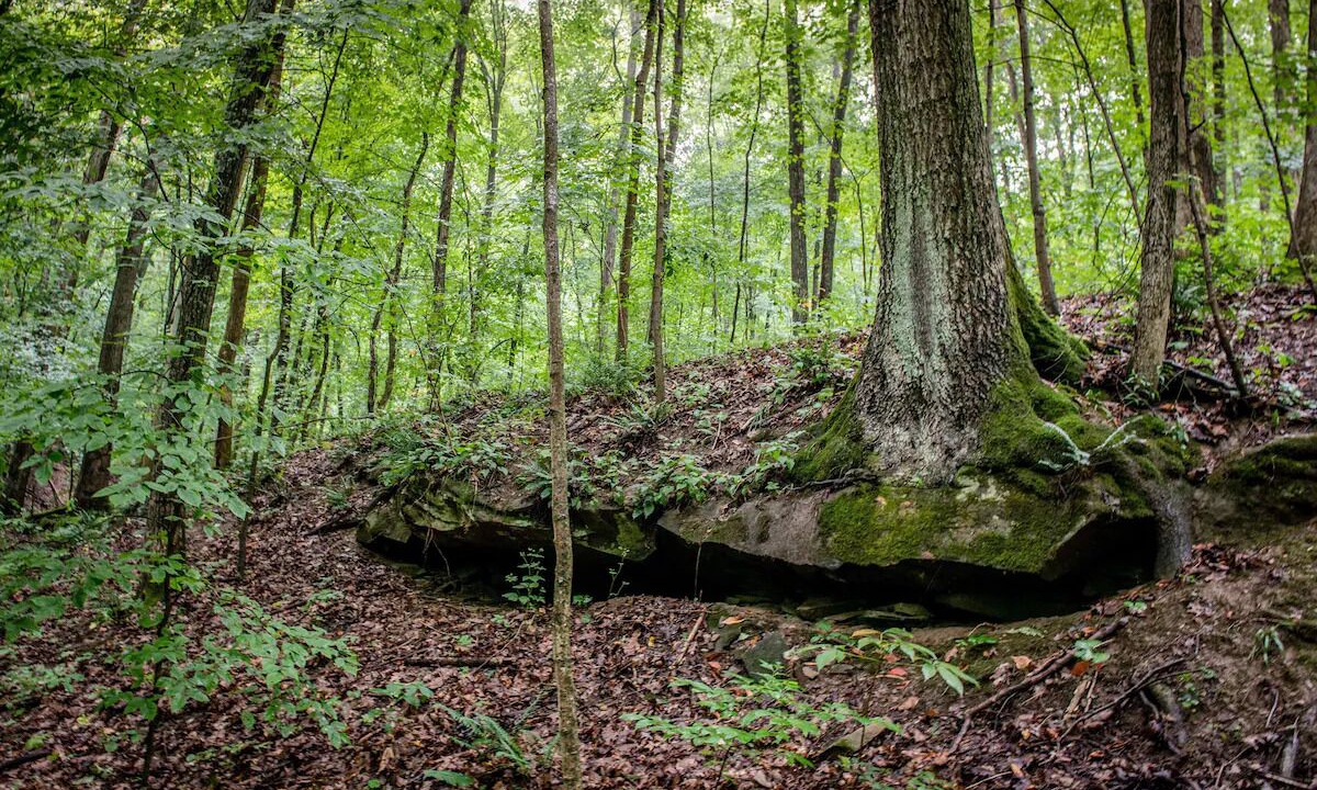 Photo of Others in Nelsonville