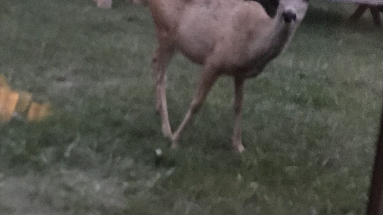 Photo of Outdoor in White Sulphur Springs