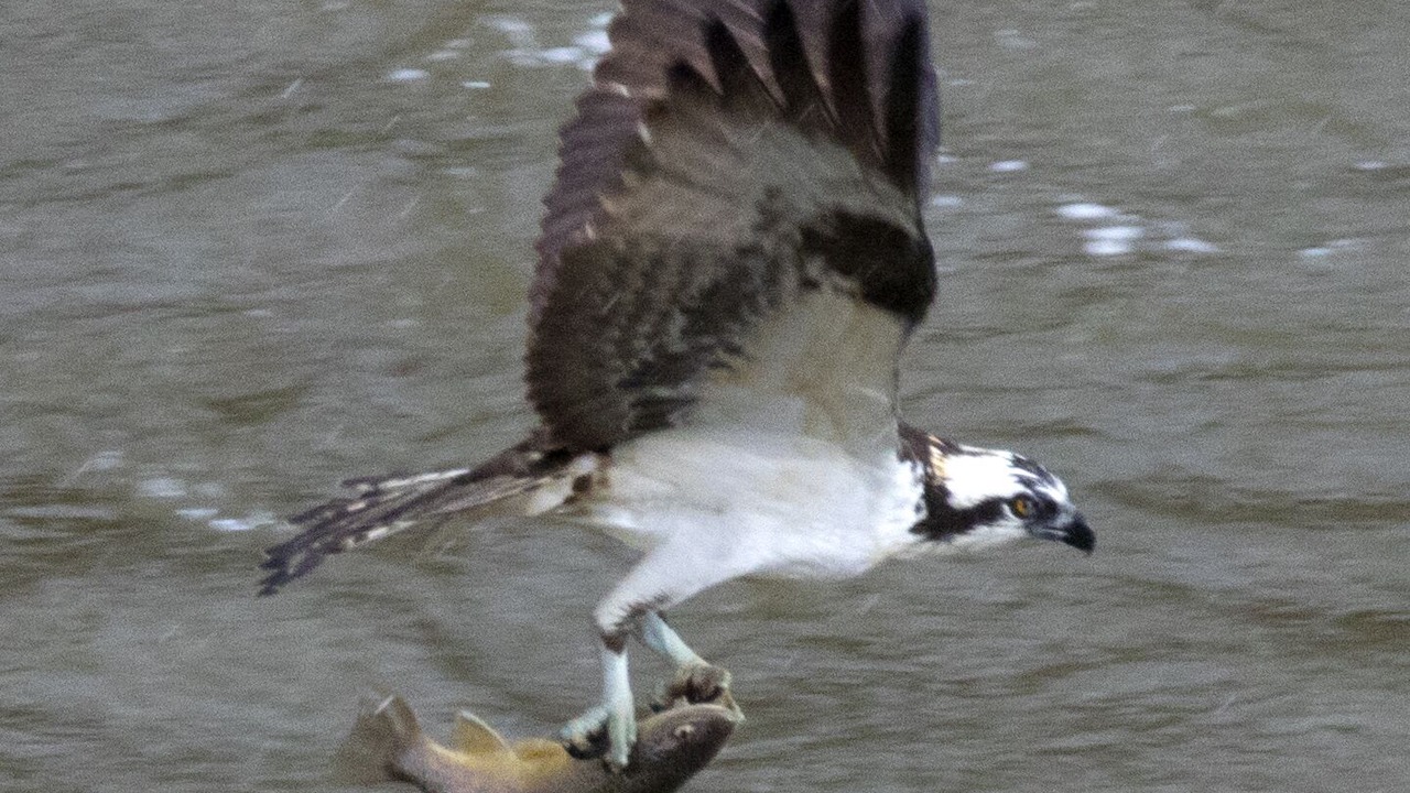Photo of Others in Gardiner