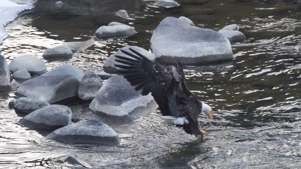 Photo of Others in Gardiner