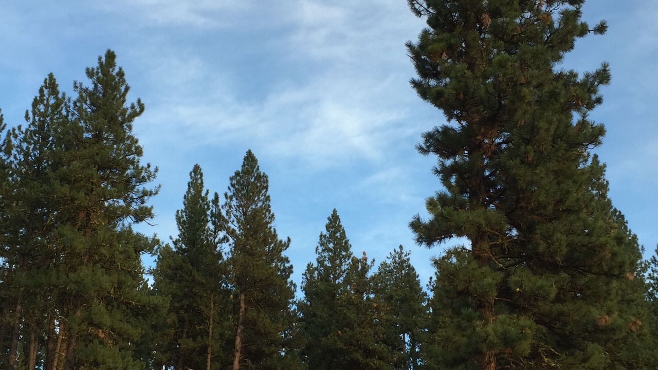 Photo of Others in New Meadows