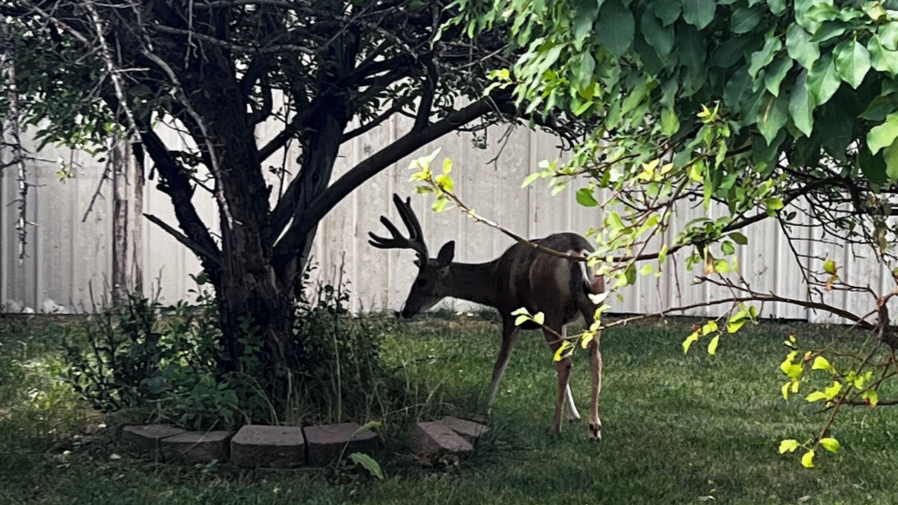 Photo of Outdoor in Billings