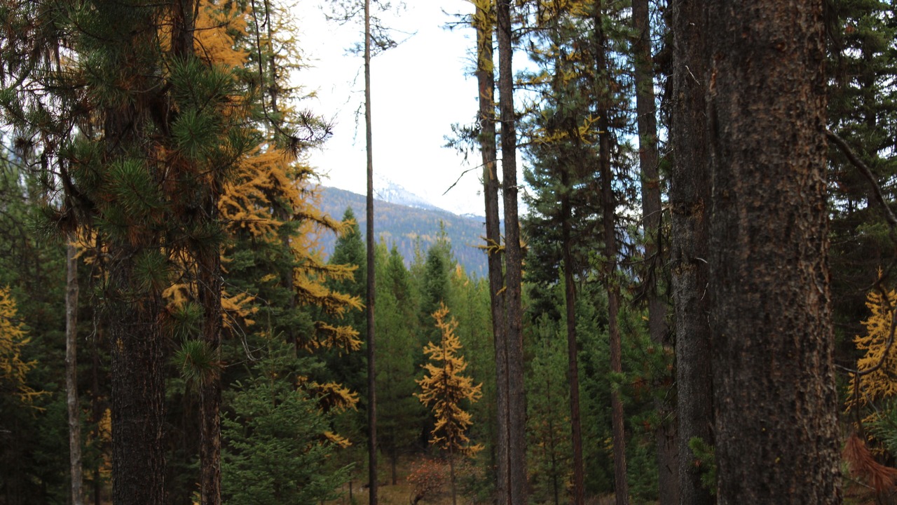 Photo of Outdoor in Condon