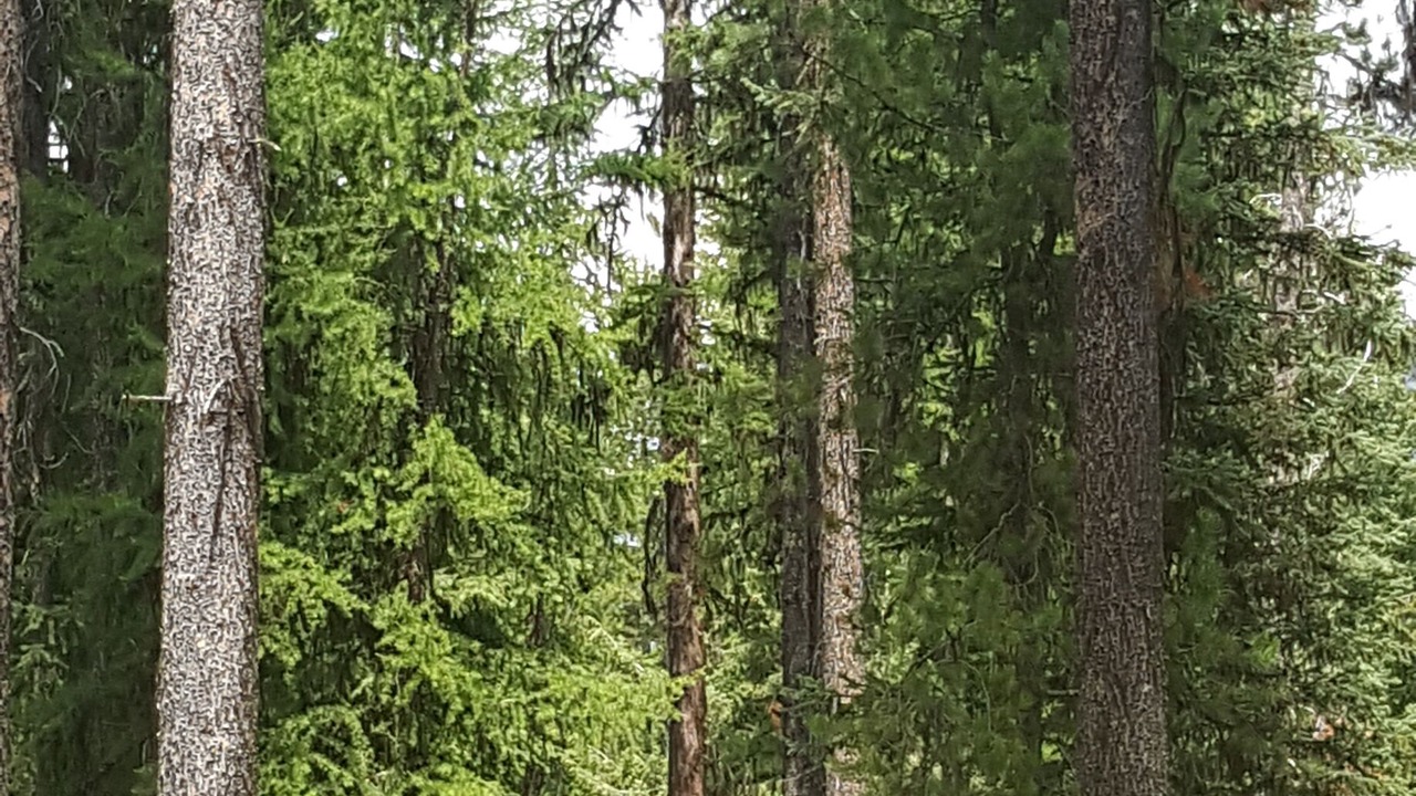 Photo of Outdoor in Condon