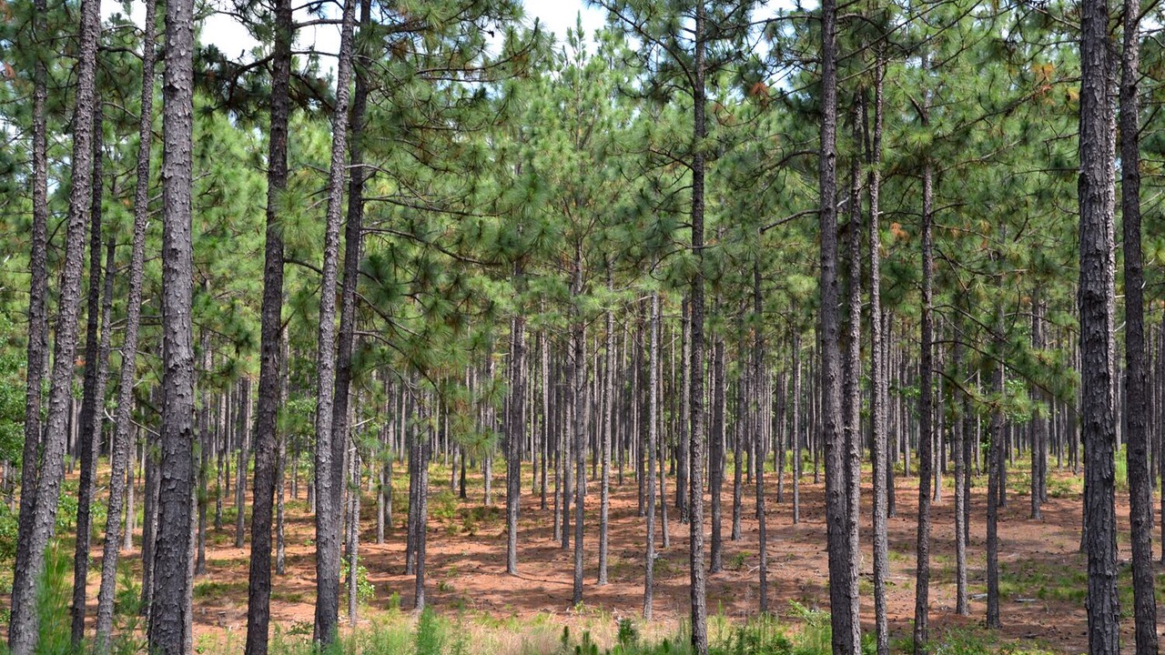 Photo of Outdoor in Aiken