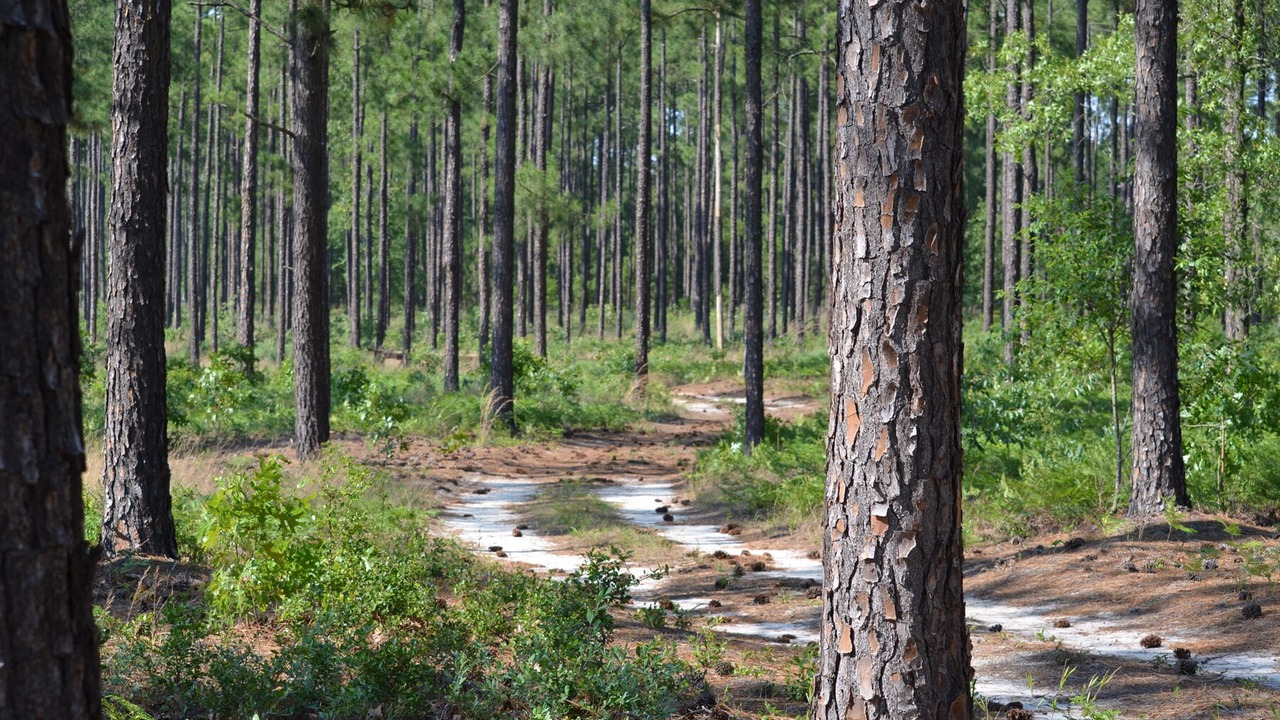 Photo of Others in Aiken