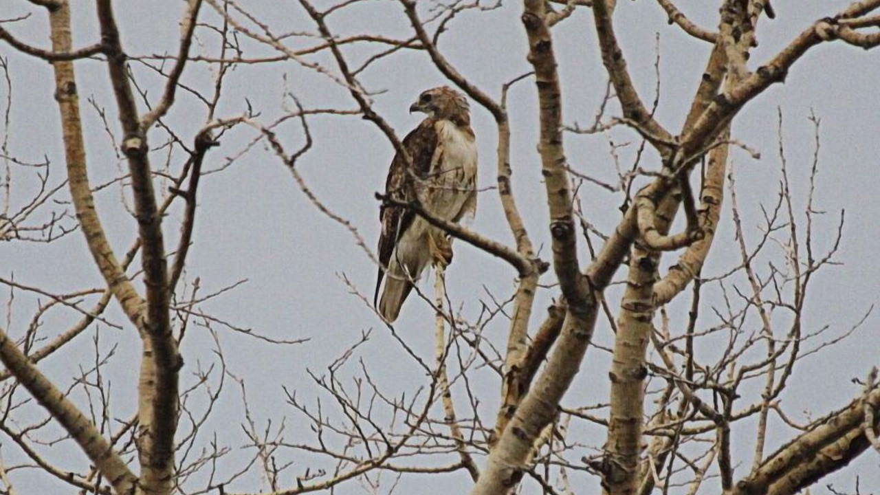 Photo of Others in Choteau
