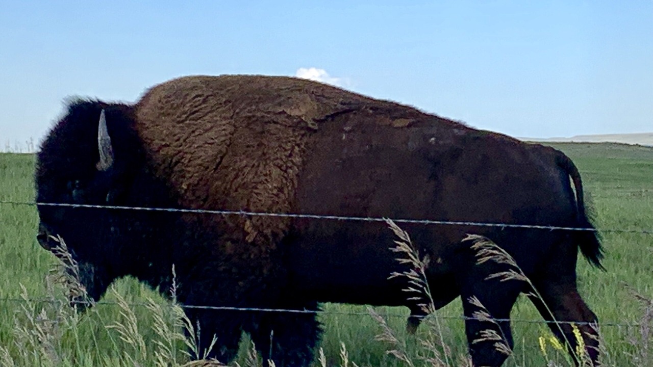 Photo of Others in Choteau