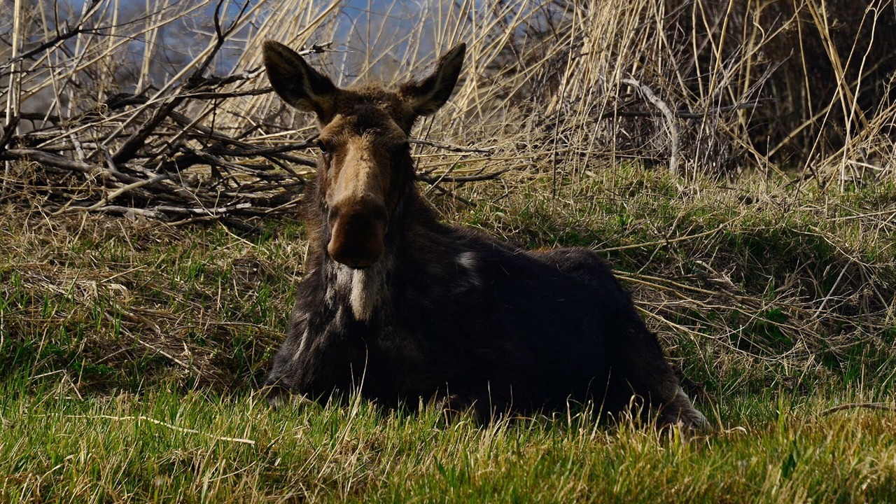 Photo of Others in Ennis
