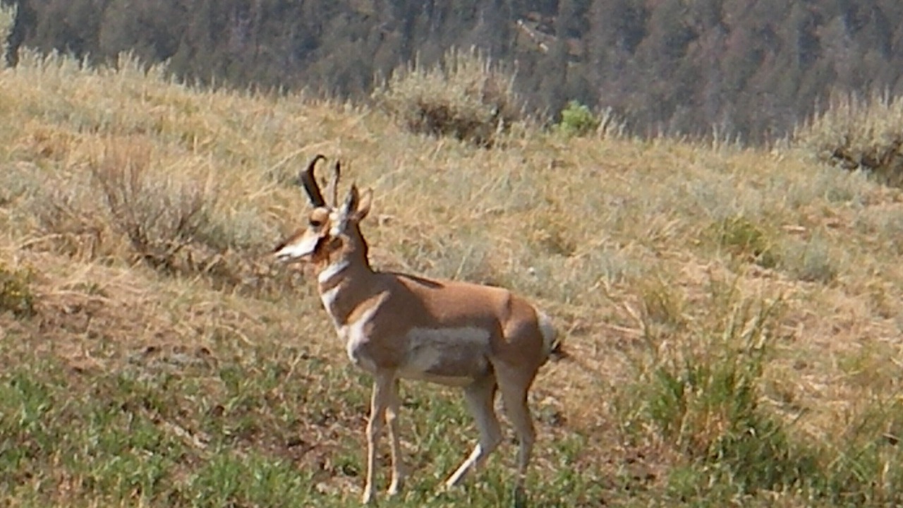 Photo of Others in Silver Gate