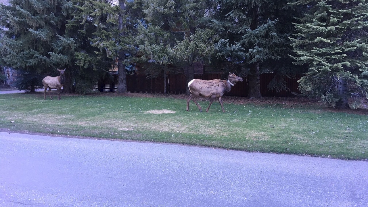 Photo of Others in Ketchum