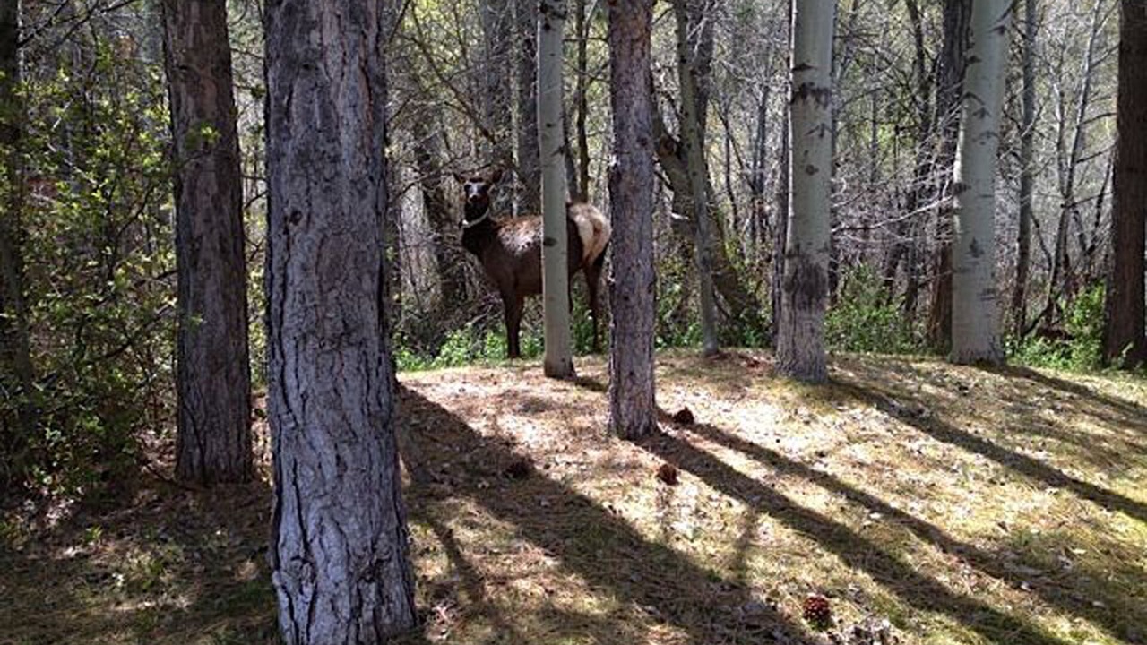 Photo of Others in Ketchum