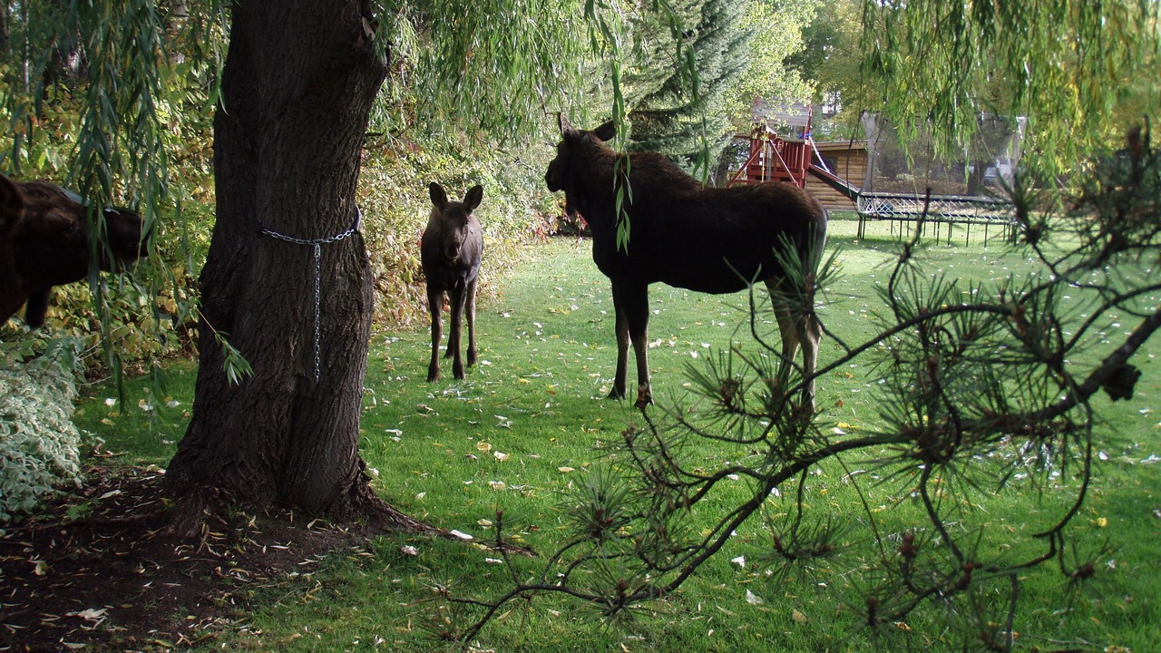 Photo of Others in Ketchum