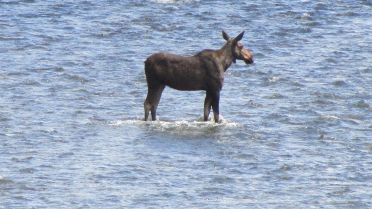 Photo of Others in Cameron