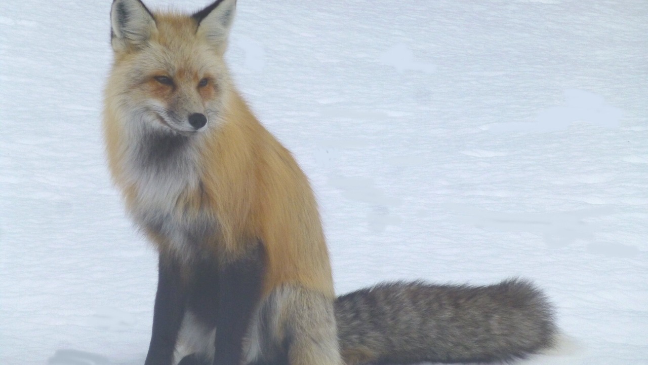 Photo of Others in Jackson Hole