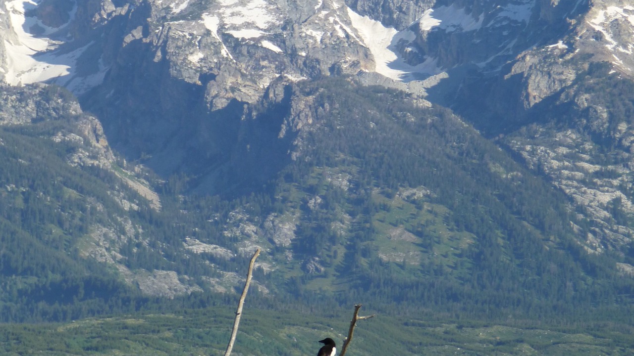 Photo of Others in Jackson Hole
