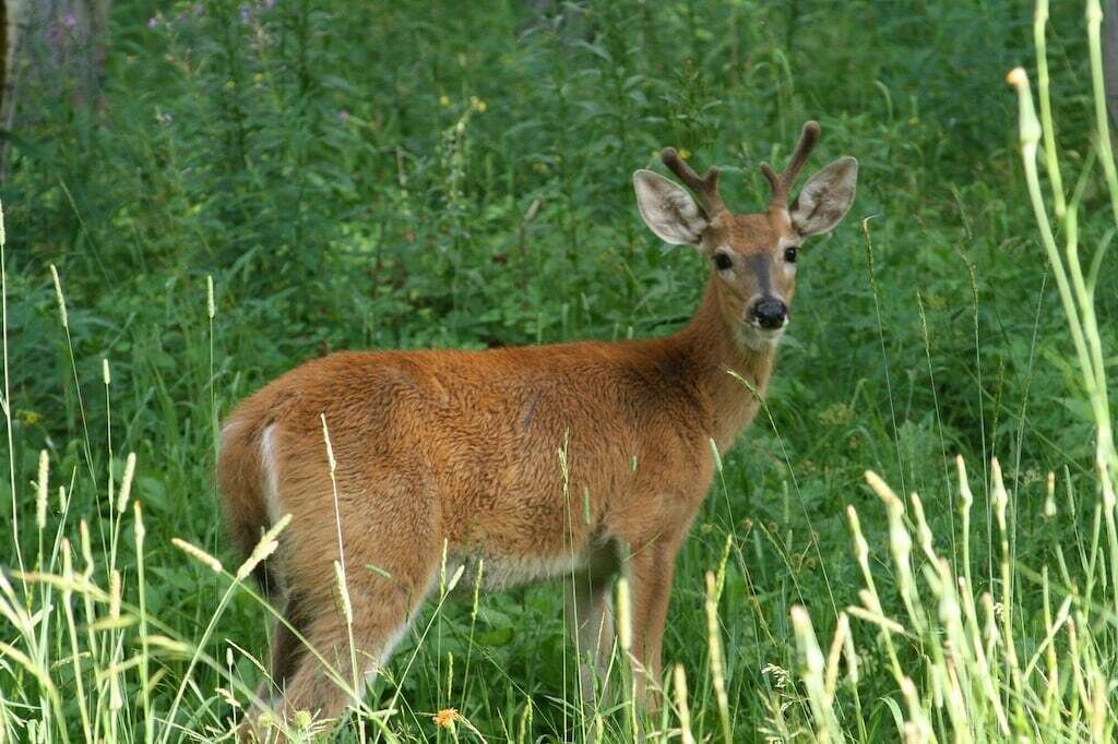 Photo of Others in Island Park