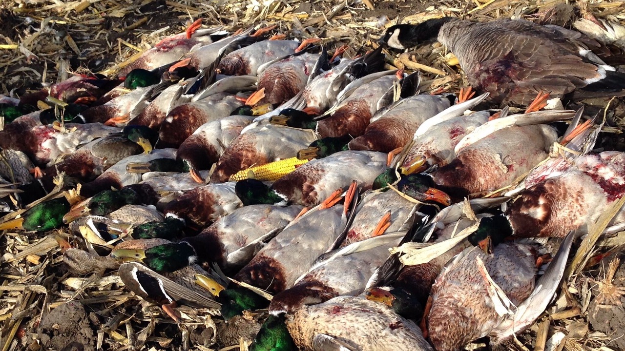 Photo of Others in Hankinson