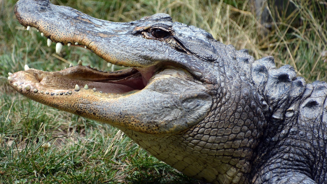 Photo of Others in Titusville