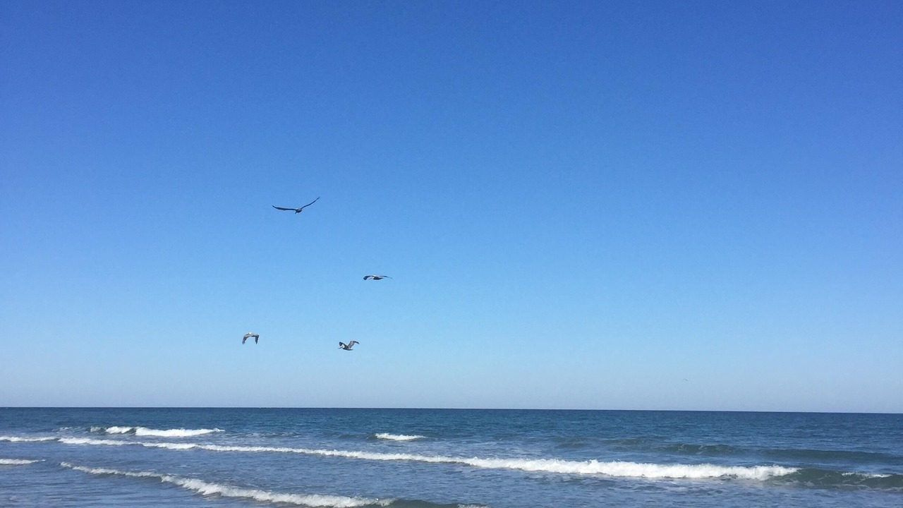 Photo of Others in South Padre Island