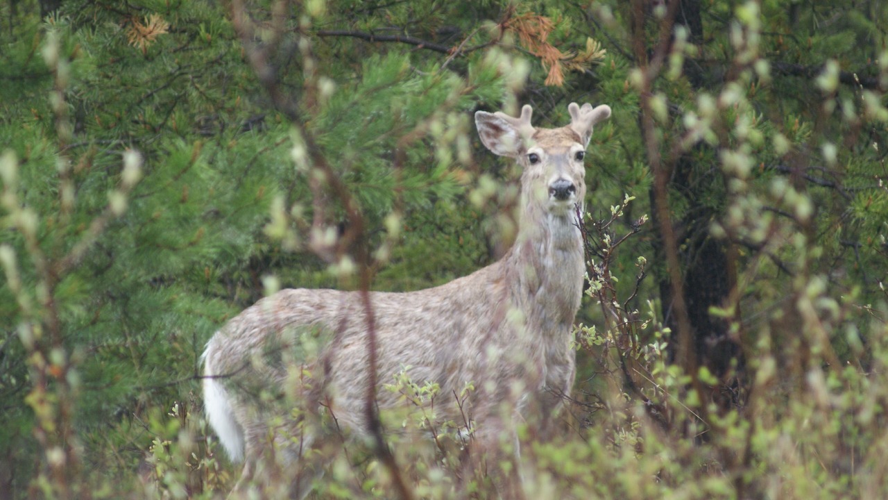 Photo of Others in West Glacier