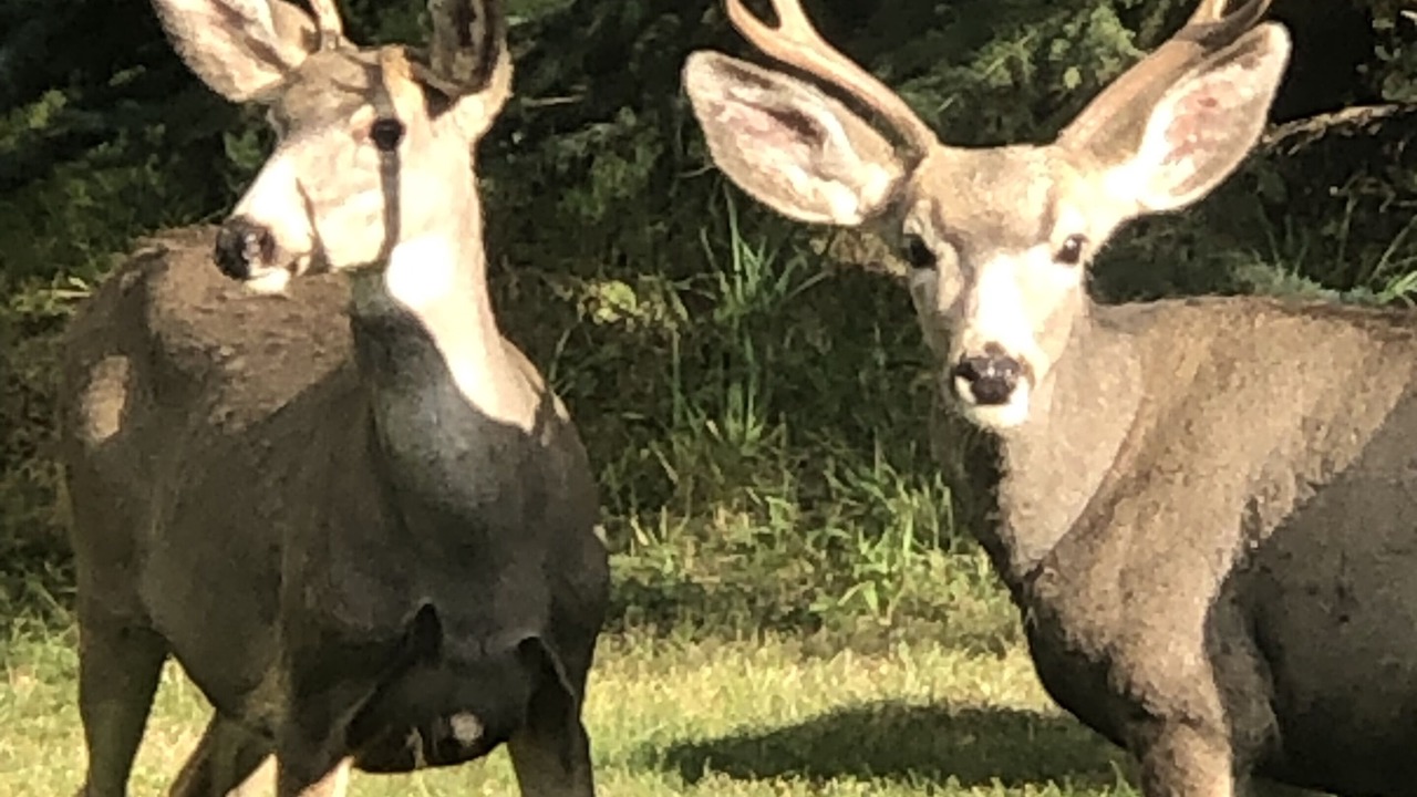 Photo of Others in Alta
