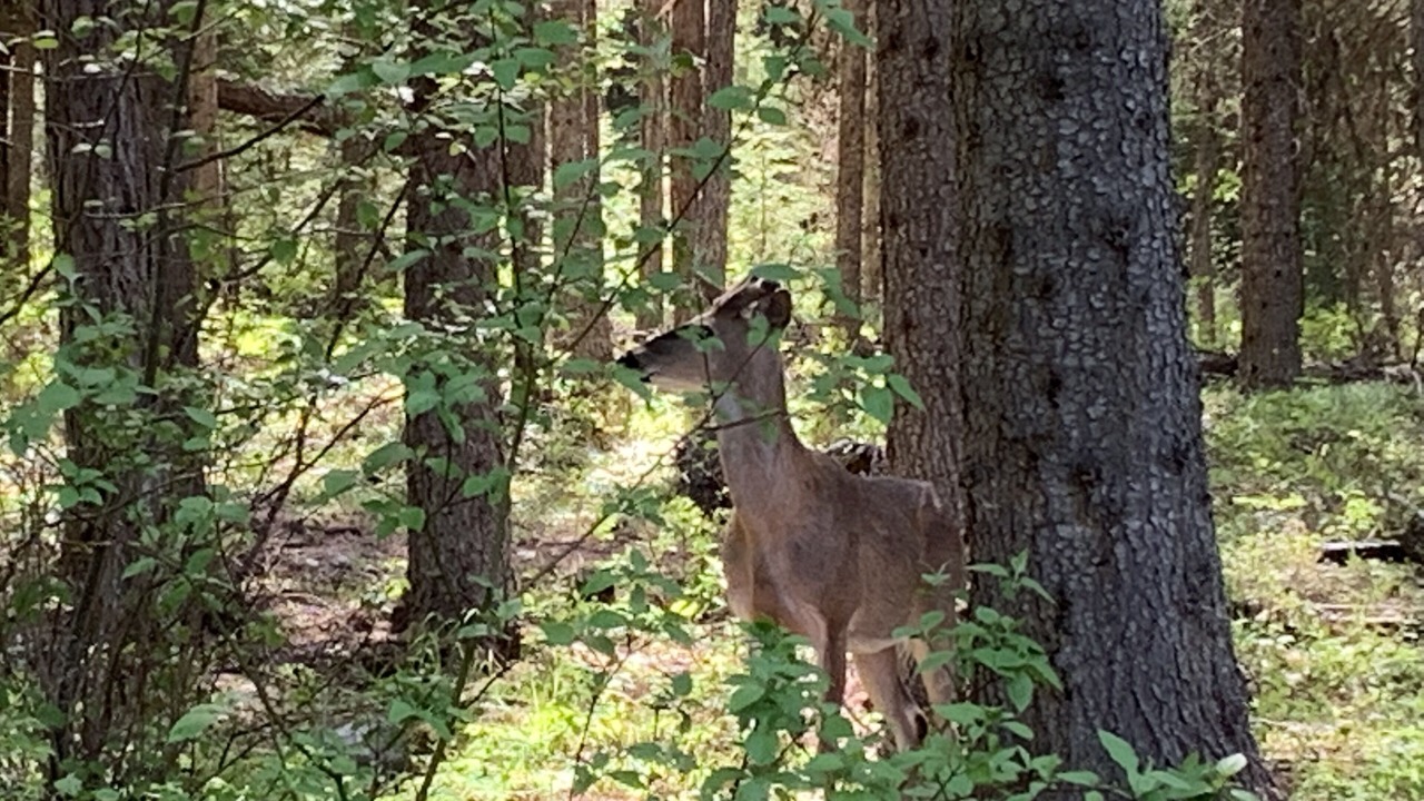 Photo of Outdoor in Polebridge